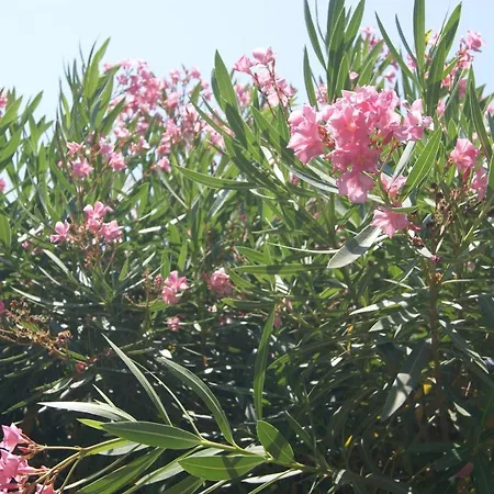 Gabbiano דירה