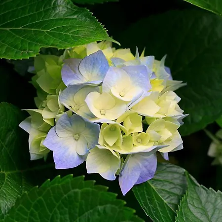 Gabbiano Lejlighed